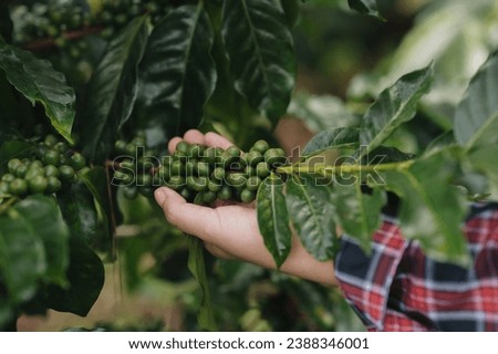 The focus is on the hands of an Asian Chinese woman harvesting organic coffee beans that must be harvested by hand during the harvest season.