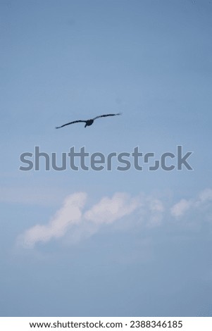 Pelicans (genus Pelecanus) large water birds long beak large throat pouch catching prey draining water plumage in flight flying over the ocean waves diving on the beach in the clouds in the blue skies Royalty-Free Stock Photo #2388346185
