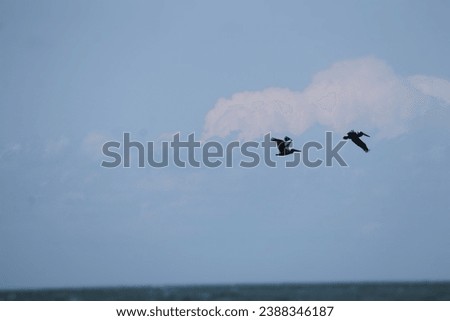 Pelicans (genus Pelecanus) large water birds long beak large throat pouch catching prey draining water plumage in flight flying over the ocean waves diving on the beach in the clouds in the blue skies Royalty-Free Stock Photo #2388346187