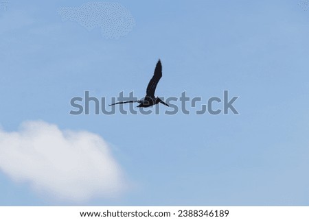 Pelicans (genus Pelecanus) large water birds long beak large throat pouch catching prey draining water plumage in flight flying over the ocean waves diving on the beach in the clouds in the blue skies Royalty-Free Stock Photo #2388346189