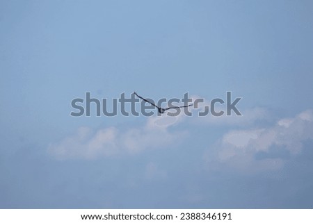 Pelicans (genus Pelecanus) large water birds long beak large throat pouch catching prey draining water plumage in flight flying over the ocean waves diving on the beach in the clouds in the blue skies Royalty-Free Stock Photo #2388346191