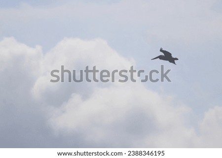 Pelicans (genus Pelecanus) large water birds long beak large throat pouch catching prey draining water plumage in flight flying over the ocean waves diving on the beach in the clouds in the blue skies Royalty-Free Stock Photo #2388346195