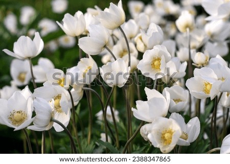 Delicate white wood anemone in the spring garden. Beautiful white first spring flowers. Many white flowers bloomed in the city park. A Lot of wood  anemones . Royalty-Free Stock Photo #2388347865