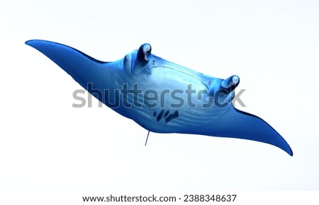 Manta Ray: Large, filter-feeding rays with distinctive cephalic fins. Royalty-Free Stock Photo #2388348637