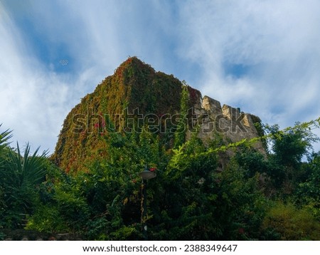 This is a picture of an old castle wall that is covered with ivy and other plants. The wall is made of stone and has a lot of texture and detail.