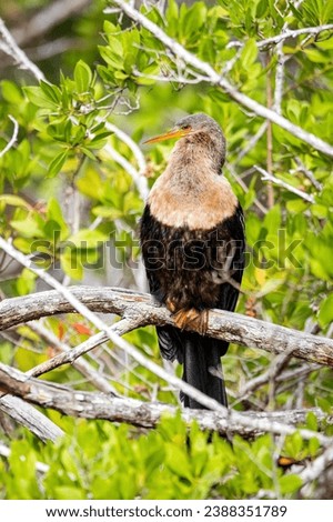 Anhinga female perched on a mangrove branch in Ding Darling Wildlife Refuge on Sanibel Island Florida. Royalty-Free Stock Photo #2388351789