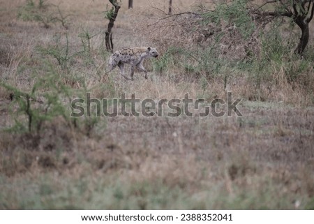 Animal, Tanzania, Africa, nature, hyena