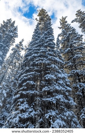 Ground level view of the tops of an evergreen forest of snow-covered pine trees in Yellowstone NAtional Park in winter.  Royalty-Free Stock Photo #2388352405