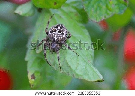 The spider species Araneus diadematus is commonly called the European garden spider, cross orbweaver, diadem spider, orangie, cross spider, and crowned orb weaver. Royalty-Free Stock Photo #2388355353