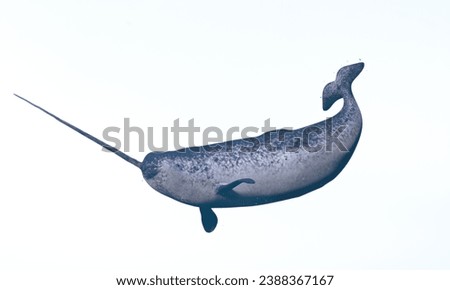 Narwhal: Arctic whales with long, spiral tusks. Royalty-Free Stock Photo #2388367167