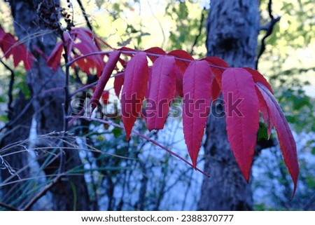 This is a photograph of a Smooth Sumac plant. Also known as Rhus glabra L. Nice red color in the leaf.