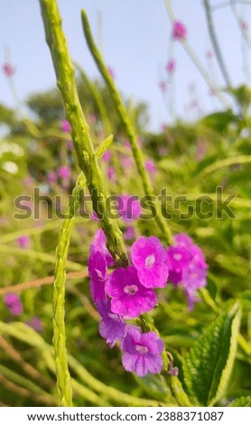 purple flowers of nettle leaf Or porter weed 