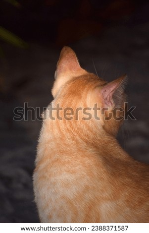 Close up of cat's face,Close up portrait of the striped red purebred cat and looking you.cute ginger cat sitting with sunny,Ginger cute cat a rocky beach,selective focus.