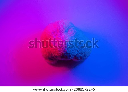 Hericium erinaceus mushroom (lion's mane mushroom) in a psychedelic pink and blue neon light, top view Royalty-Free Stock Photo #2388372245
