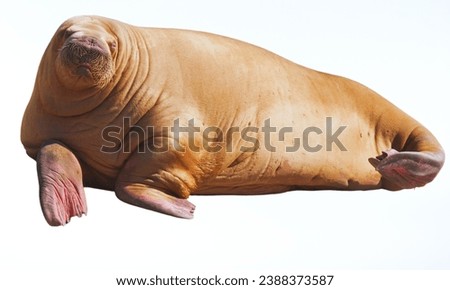 Walrus: Large marine mammals with tusks, found in the Arctic.