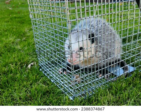 Close-up of an opossum captured in a live trap on green grass 