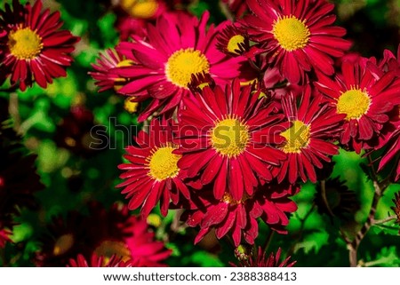 Painted Daisy Robinson s Red, flower or Pyrethrum, Chrysanthemum