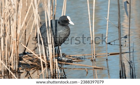 coot builds a nest on a lake in spring