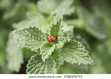 close up picture of a ladybug