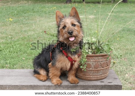 Australian Terrier sitting on a bench at the park.  Royalty-Free Stock Photo #2388400857