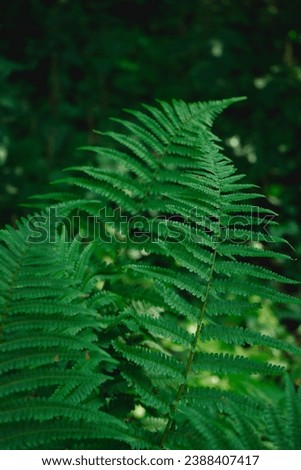 Vertical photo of a tropical green fern in a park. Polypodiophyta in a park. Vibrant nature picture.