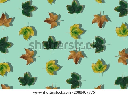 Creative pattern composition of colorful autumn leaves on pastel green background. Season concept. Minimal autumn or fall idea. Autumn aesthetic background. Flat lay, top of view.