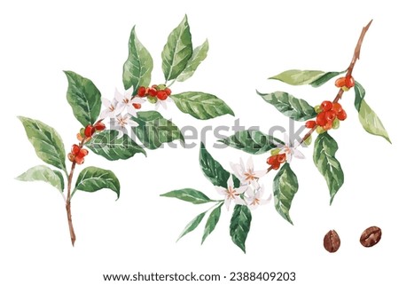 Beautiful vector stock clip art illustration with hand drawn watercolor coffee plant branch with white flowers green leaves and red beans.