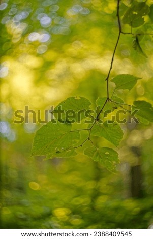 Close up picture of green tree branch swaying in the wind. Trees in the background. Beautiful summer picture taken with helios 44-2 lens.