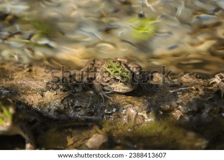A Balkan Water frog also known as a Greek Marsh Frog, sits on rock at the edge of a natural Pool. The Water ripples behind in Bokeh or soft focus. Royalty-Free Stock Photo #2388413607