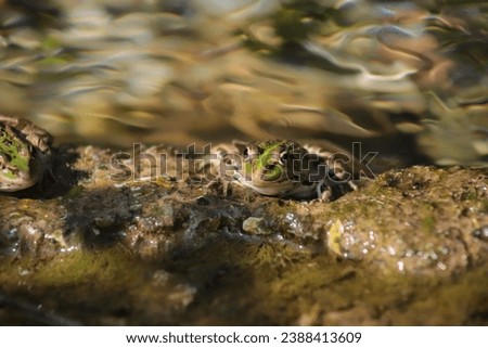 A Balkan Water frog also known as a Greek Marsh Frog, sits on rock at the edge of a natural Pool. The Water ripples behind in Bokeh or soft focus. Royalty-Free Stock Photo #2388413609