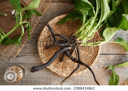 Whole knitbone or comfrey plant with roots on a wooden table, top view Royalty-Free Stock Photo #2388414861