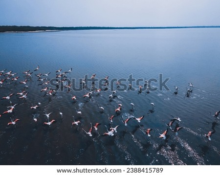 drone shot aerial view top angle panoramic photograph of pink greater flamingos foliage wings flying over turquoise blue water lake sea ocean sunset flock birds sanctuary natural scenery wallpaper 