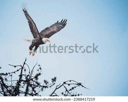 Bald Eagle taking flight from a tree in clear blue sky. High quality photo. Copy Space. Blue Sky Background. Taken near Golden BC, Canada, Blaeberry River