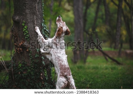 Young female English Setter dog outside. The dog put its paws on the tree and looks up at a tree. Hunting dog. Selective focus Royalty-Free Stock Photo #2388418363