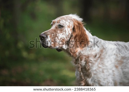 Profile Of Attentive Orange Belton English Setter dog in nature. Selective focus, copy space Royalty-Free Stock Photo #2388418365