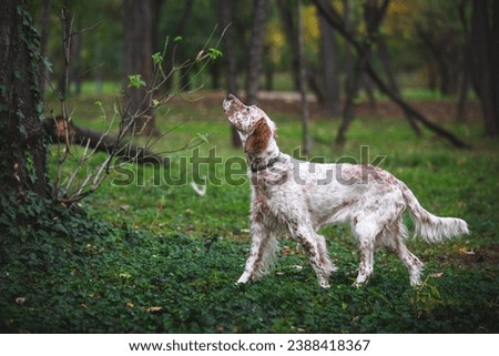 Young female Orange Belton English Setter  hunting. Beautiful hunting dog is standing in a point in the woods . Selective focus Royalty-Free Stock Photo #2388418367