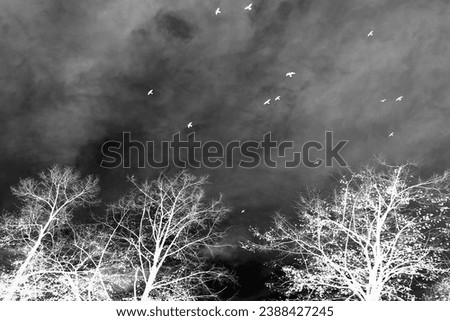 Flying white birds on sky with clouds and white trees with bare branches, autumn motif, cold weather, winter time, black and white, inverted photo