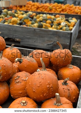Pumpkin Patch Adventures: Exploring the Ultimate Halloween Wonderland