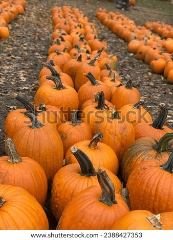 Pumpkin Patch Adventures: Exploring the Ultimate Halloween Wonderland