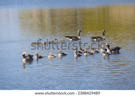 Grey legged goose family swims in water Denmark spring season. Anser anser.
