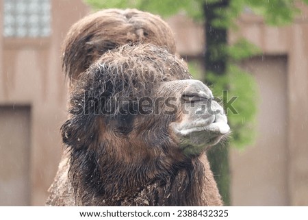 Bactrian camel IN THE RAIN Mongolian camel, domestic two-humped camel large even-toed ungulate native to the steppes of Central Asia raindrops Royalty-Free Stock Photo #2388432325