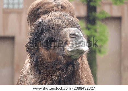 Bactrian camel IN THE RAIN Mongolian camel, domestic two-humped camel large even-toed ungulate native to the steppes of Central Asia raindrops Royalty-Free Stock Photo #2388432327