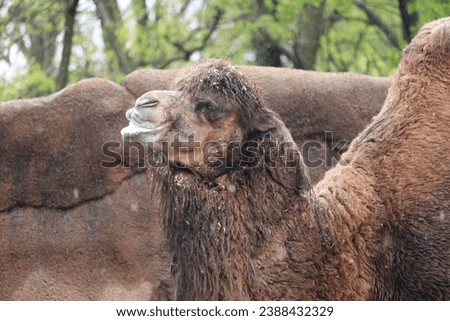 Bactrian camel IN THE RAIN Mongolian camel, domestic two-humped camel large even-toed ungulate native to the steppes of Central Asia raindrops Royalty-Free Stock Photo #2388432329