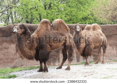 Bactrian camel IN THE RAIN Mongolian camel, domestic two-humped camel large even-toed ungulate native to the steppes of Central Asia raindrops Royalty-Free Stock Photo #2388432331