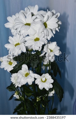A bouquet of beautiful white daisies on a blue background. Decorative detail in the apartment.