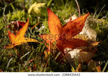 Closeup of Backlit Autumn Fall Leaves on Ground