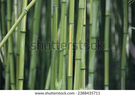Bamboo background Asian green China leaf Orient Oriental the east landscaping landscape peace calm tranquility serene garden yard