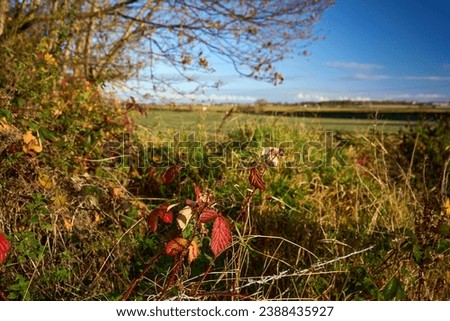 Vibrant autumn scene with blurred skater, vivid red leaf, and urban contrast on a Scottish hillside. Royalty-Free Stock Photo #2388435927