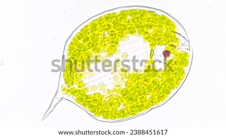 Freshwater flagellates, Phacus sp. Live cell. 2960x magnification. Selective focus image Royalty-Free Stock Photo #2388451617