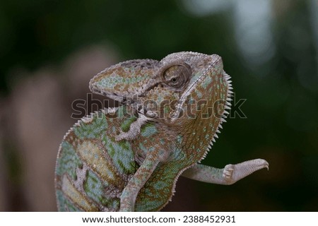 Beautiful of chameleon panther, chameleon panther on nature background, chameleon panther closeup.